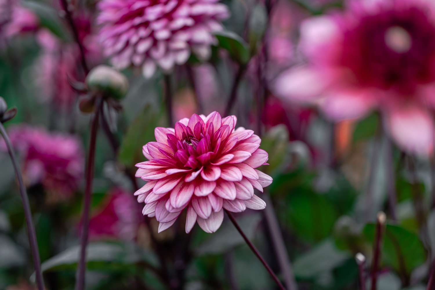 Dahlie 'Molly Raven'